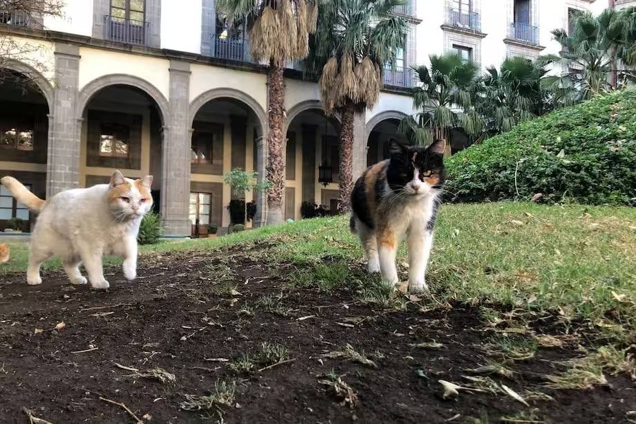 Gatitos de Palacio Nacional