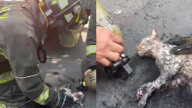 Bomberos de la CDMX rescatan a gatito y le brindan primeros auxilios tras incendio en la alcaldía Cuauhtémoc