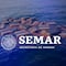 Semar asegura más de dos toneladas de cocaína en el Golfo de Tehuantepec