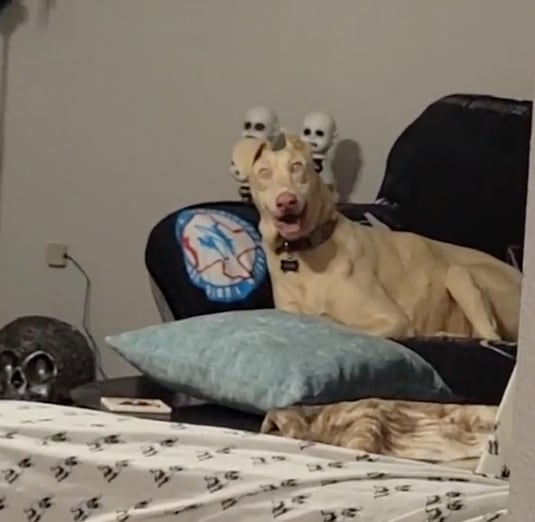 Perro demonio