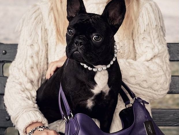 Asia Kinney