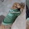 VIDEO: Perrito con el corazón roto aúlla de sentimiento en TikTok al escuchar ‘Qué agonía’