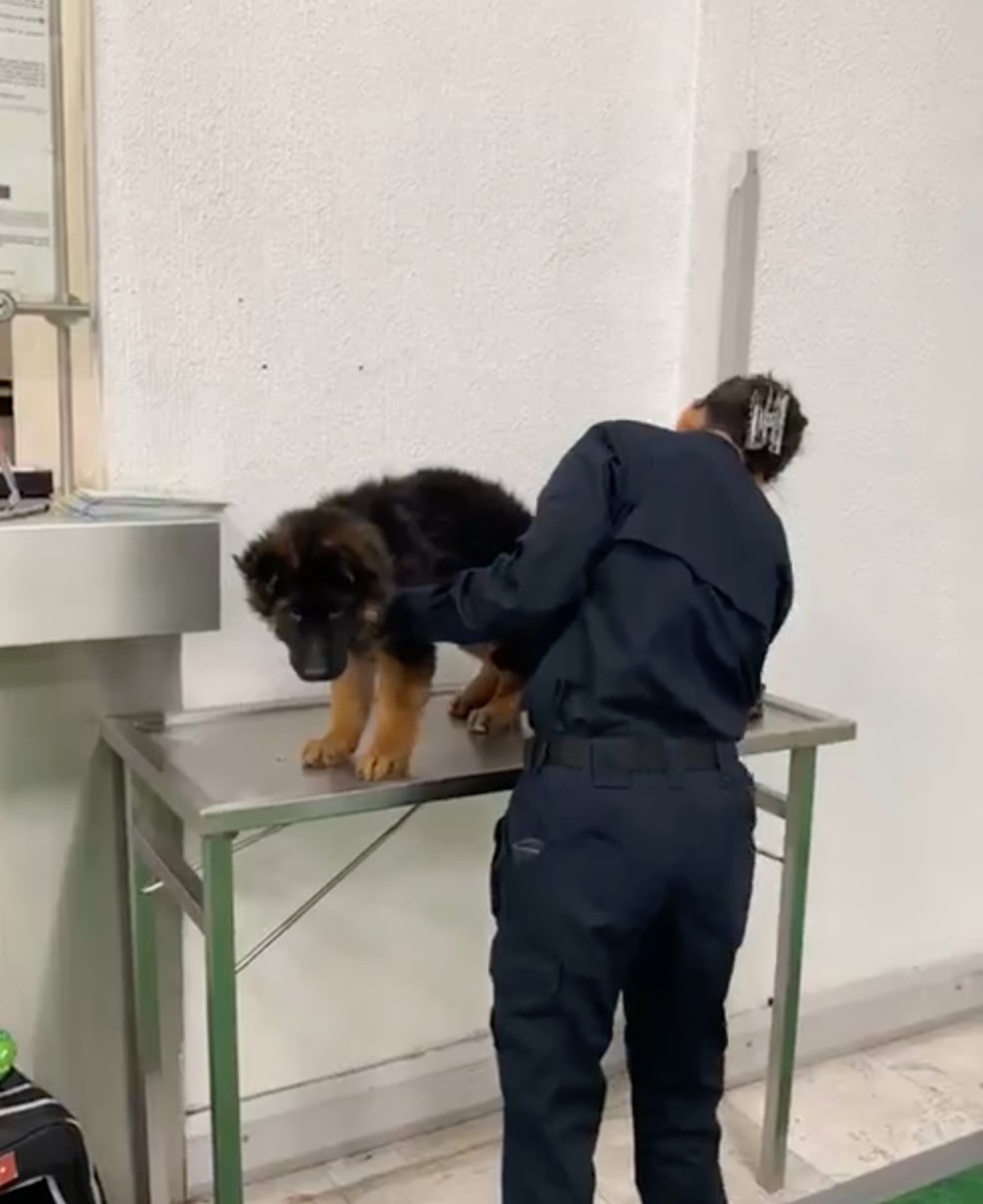 Llega al AICM perrito donado por Turquía