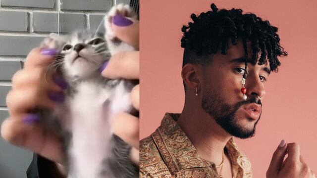 Gatito bailando música de Bad Bunny