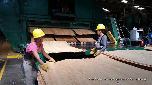 Piden fortalecer actividad forestal.