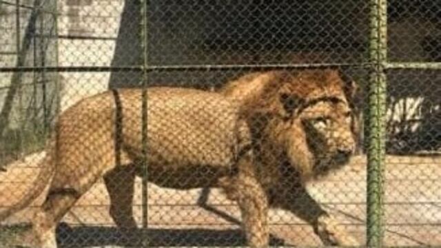 León enjaulado