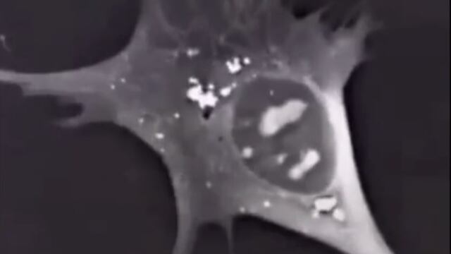 Célula expuesta a luz ultravioleta