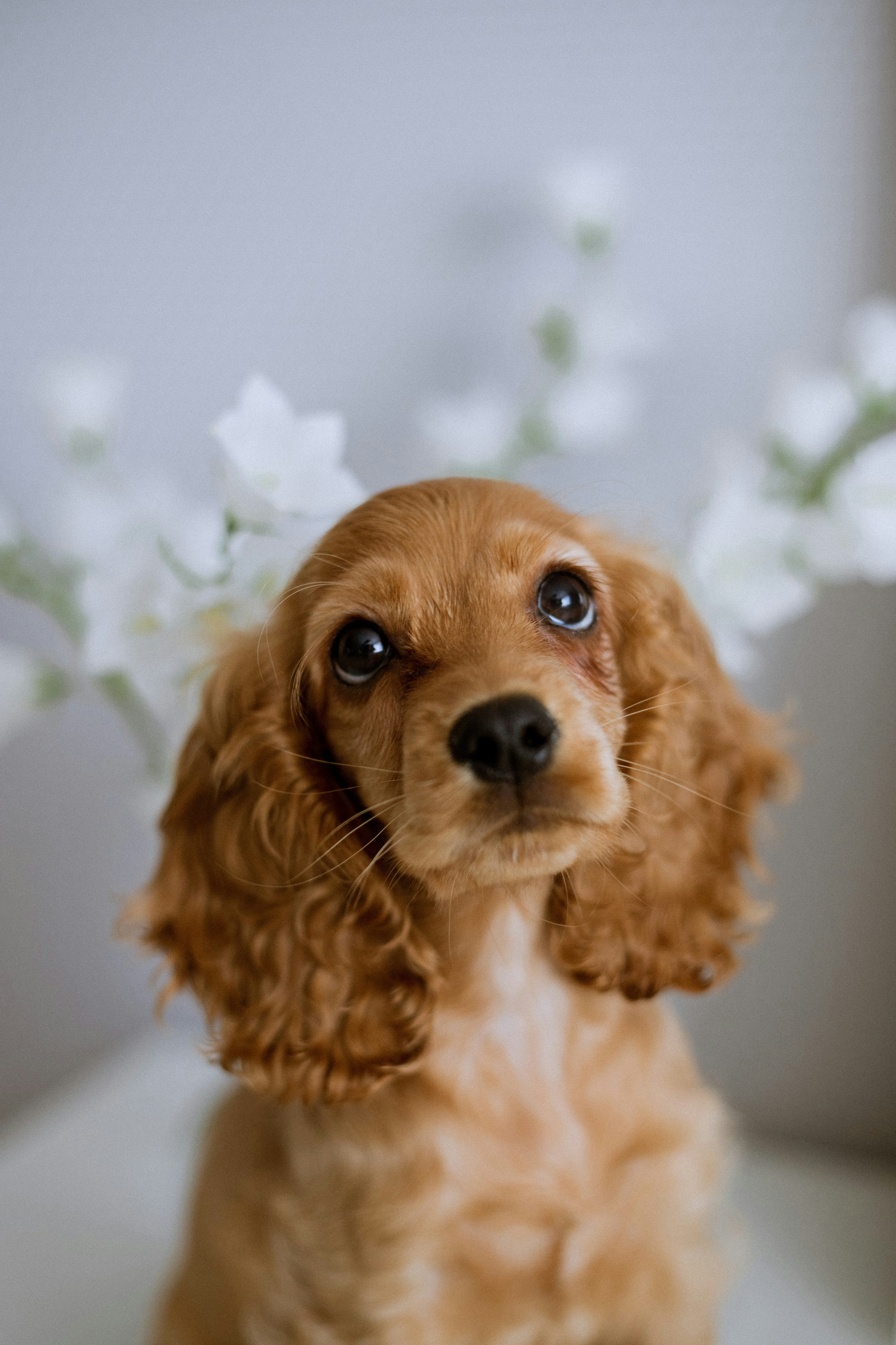 Cocker spaniel como Skye, la cachorra de Paw Patrol