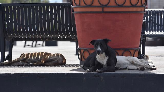 Los dueños de mascotas que abandonen al sol a sus animales son multados en Veracruz