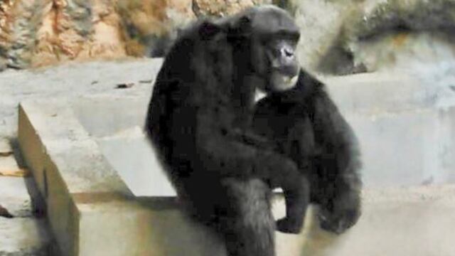 Muere el chimpancé Magnum a los 39 años