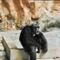 Muere el chimpancé Magnum, a los 39 años de edad