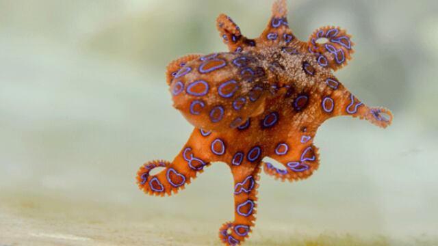 Pulpo anillos azules