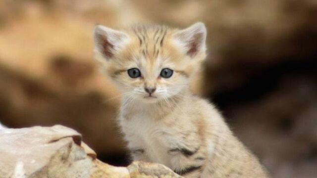Aparece gato.