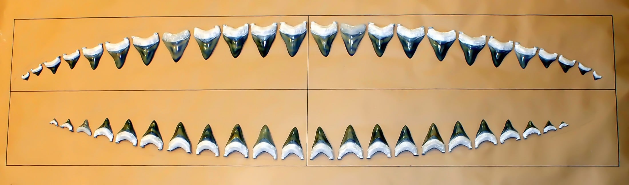 Mandibula de Megalodón