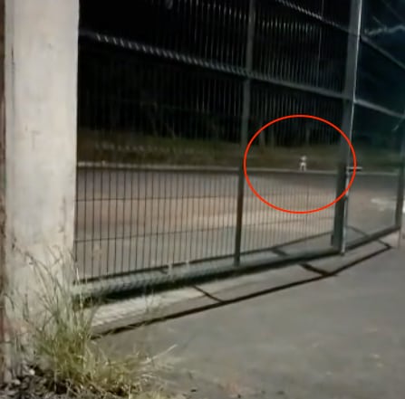 Fantasma de niña en video