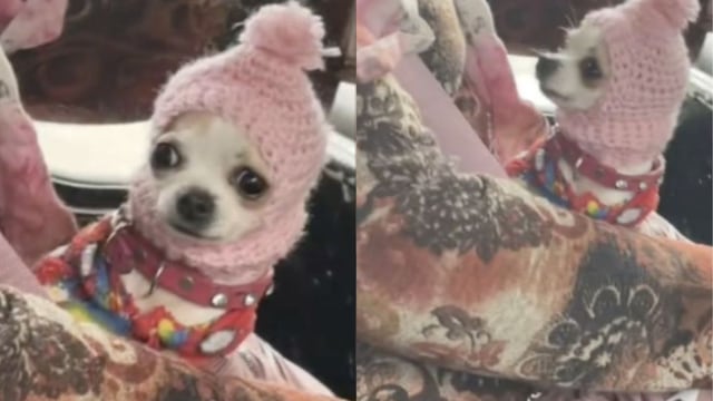 Este perrito ni frío siente con el bonito gorro que le tejió su dueña