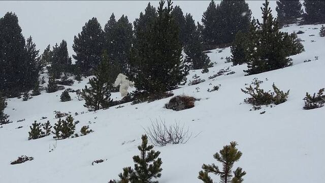 Esquiador habría fotografiado a presunto Yeti vagando en montaña nevada de España
