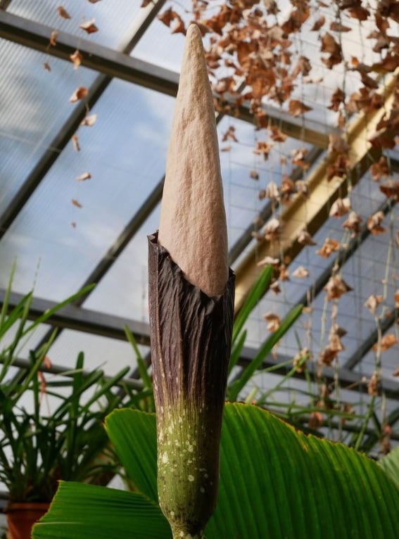 'Planta de pene'
