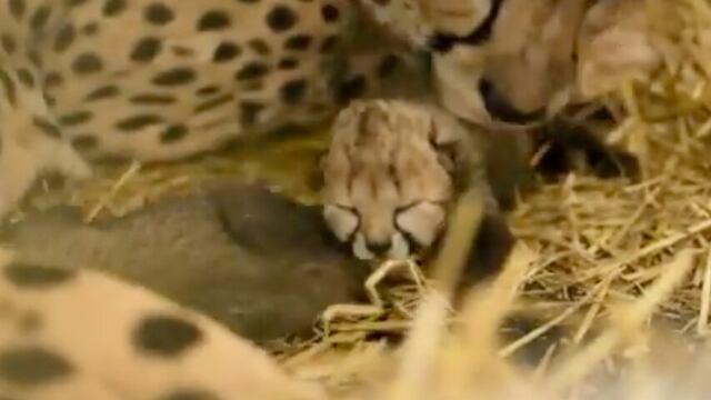Histórico: Nacen los primeros cachorros de guepardo concebidos por fertilización in vitro