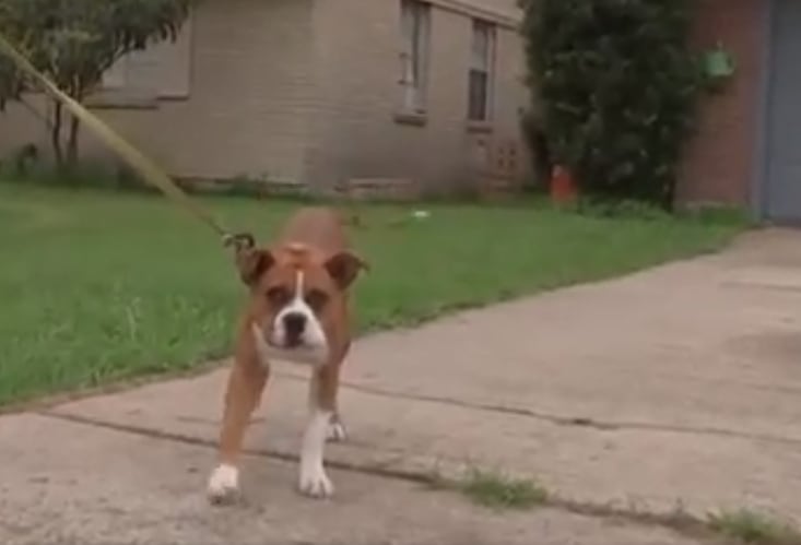 'Bruno', boxer de 6 meses.