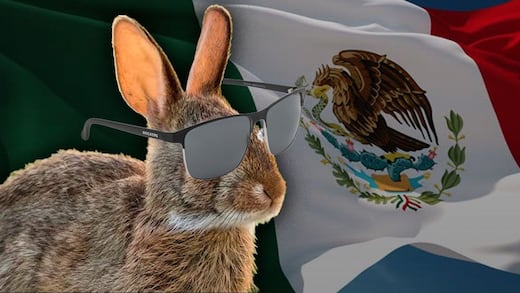 No estaba extinto: Conejo de Omiltemi fue visto más de un siglo después en esta zona de Guerrero