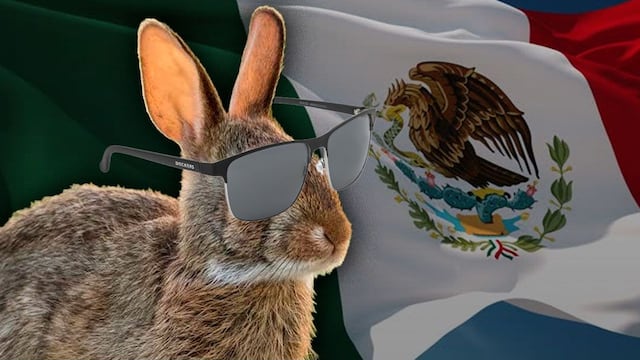 Conejo de Omiltemi reaparece en zona de Guerrero.