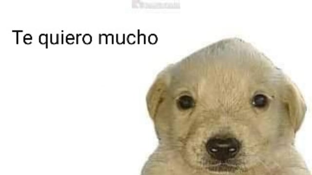 Meme 'te quiero mucho'
