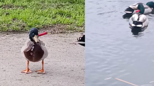 Pato salvaje con cuchillo