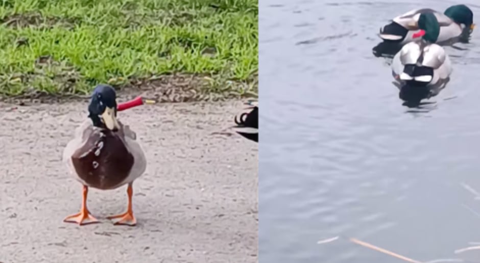 Pato salvaje con cuchillo