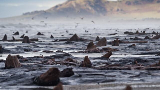 Surge de la arena bosque prehistórico en Inglaterra.