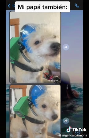 Perrito repartidor de Uber