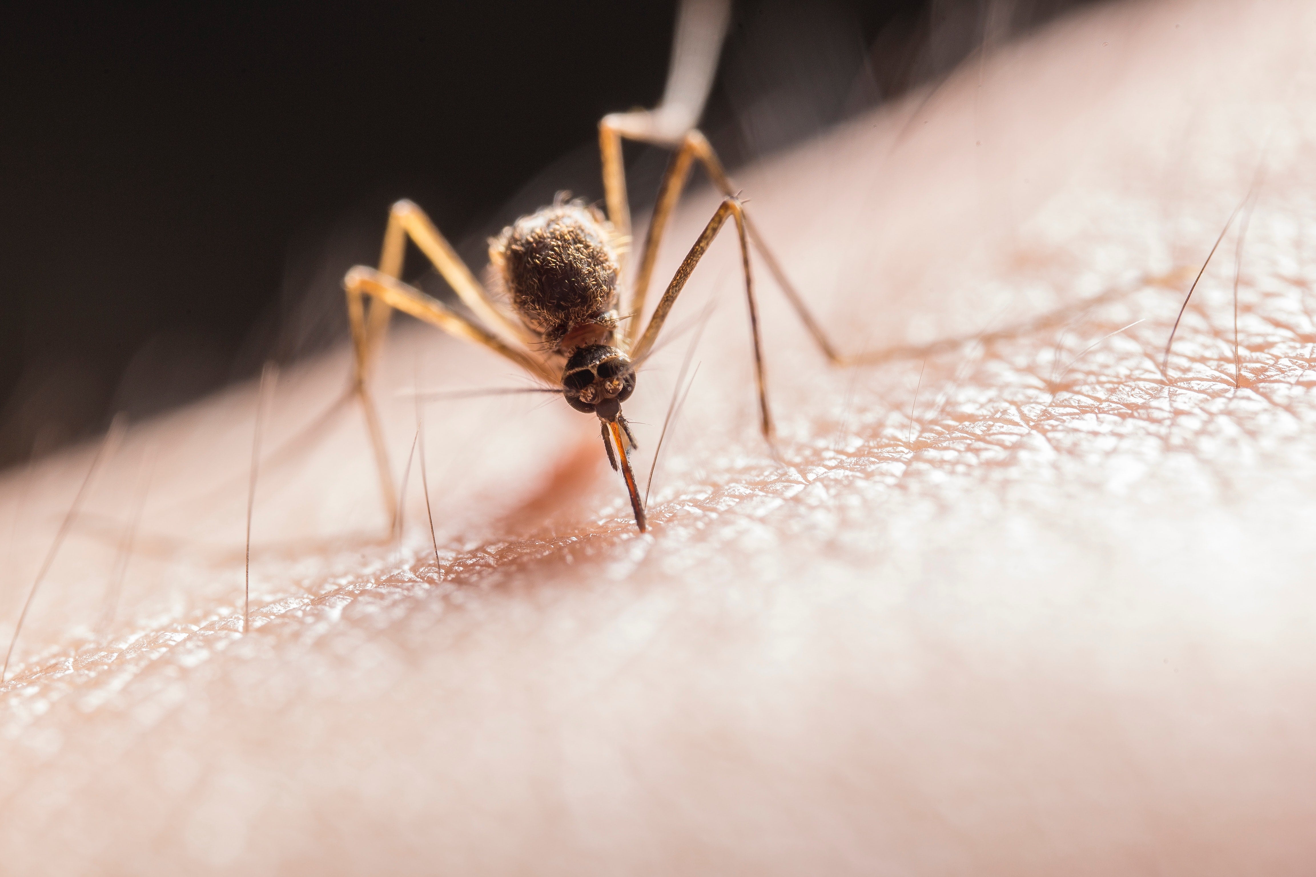 Los mosquitos tienen víctimas favoritas