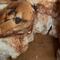 ¿Te salió pan dulce con gusanos en el empaque? Profeco te dice qué hacer