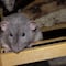 California: Detectan primer caso de ‘hantavirus’, enfermedad transmitida por roedores