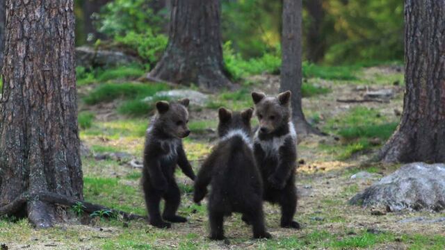 Los ositos jugaban entre ellos en medio del bosque