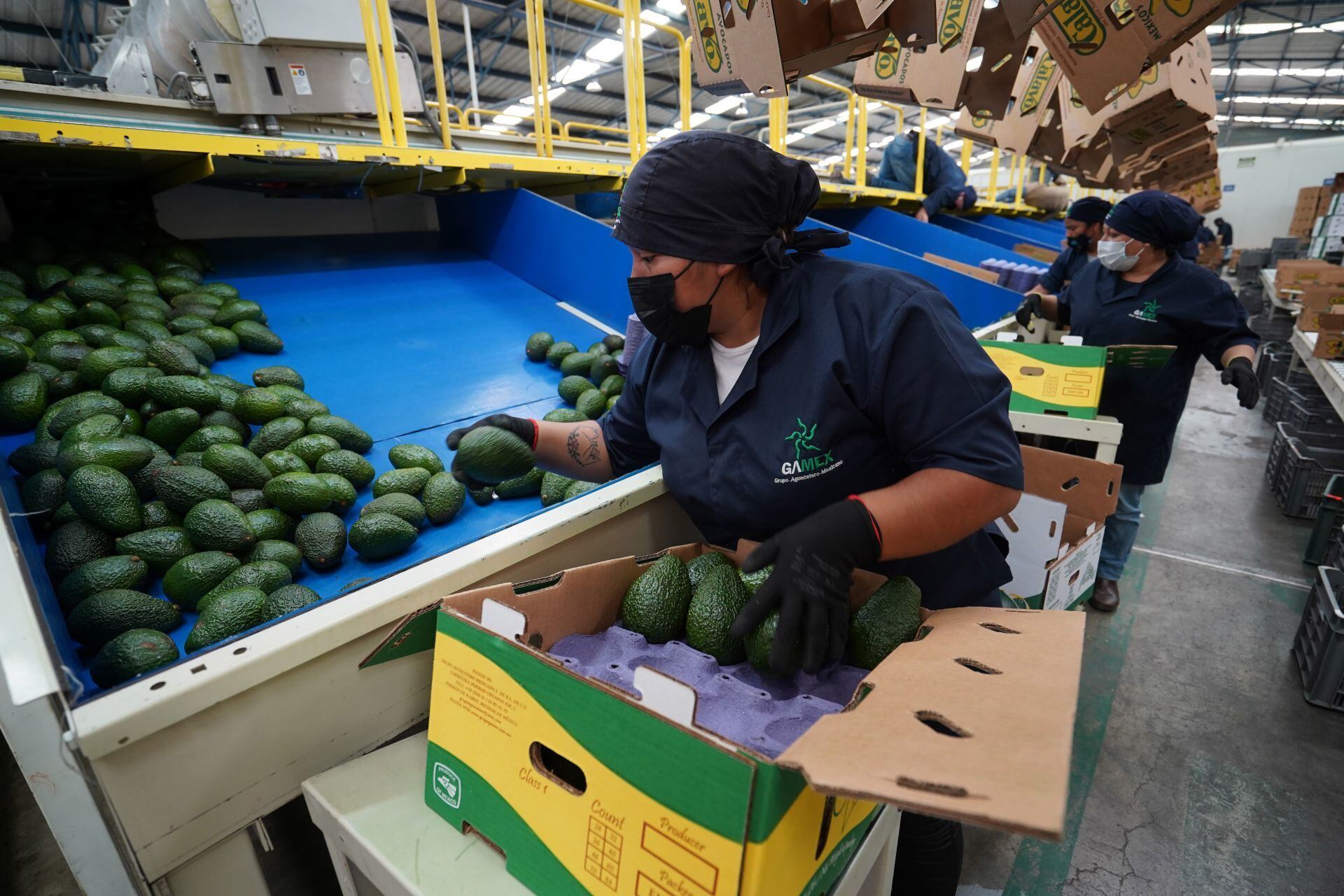 Producción de aguacate en Michoacán