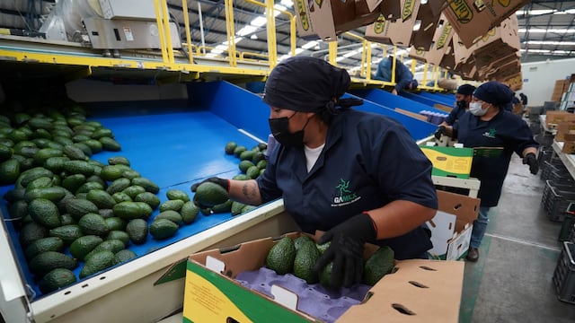 Producción de aguacate en Michoacán