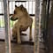 Registro público de maltratadores de animales: La propuesta que busca exhibir a quienes dañan especies en CDMX