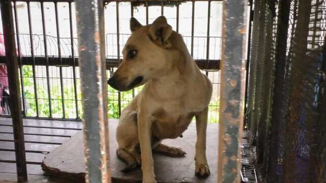 Rescatan perro de hombre acusado de maltrato animal en Toluca