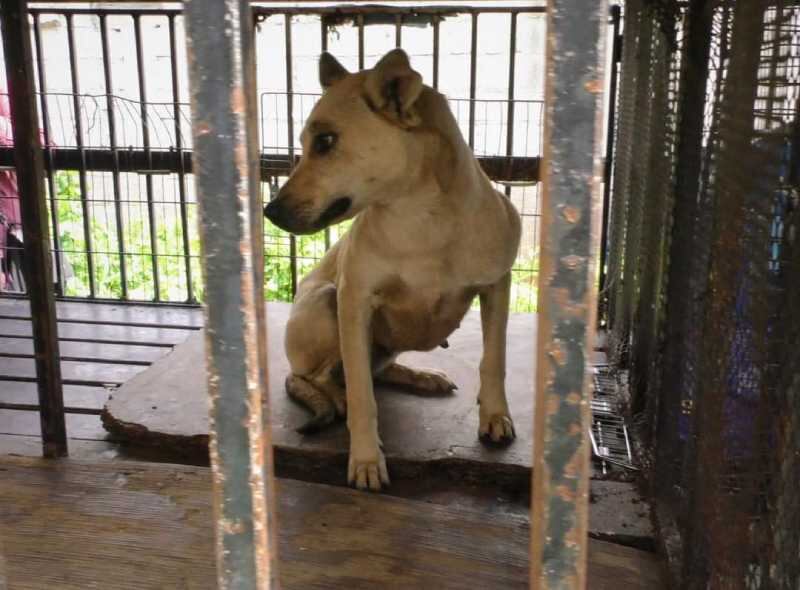 Rescatan perro de hombre acusado de maltrato animal en Toluca