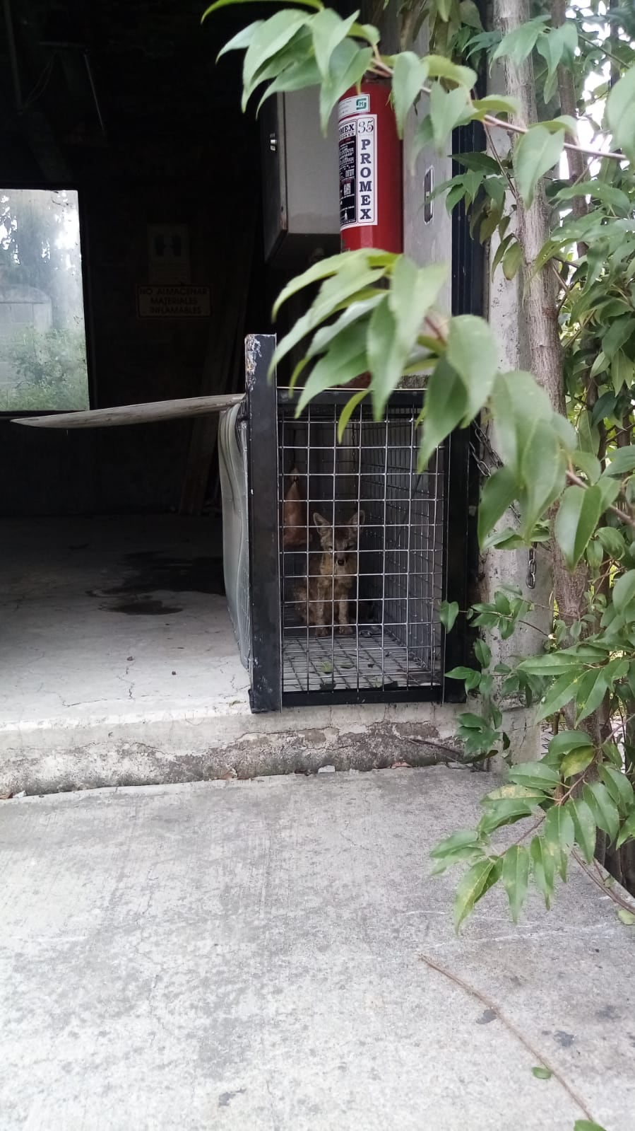Rescatan a zorro del Metro Rosario