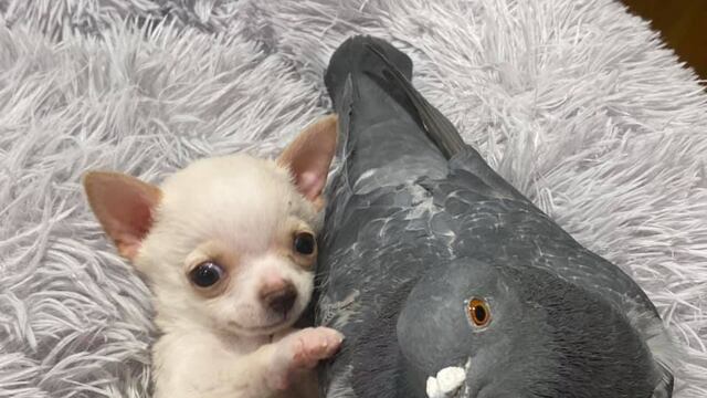 Lundy y Herman se han vuelto inseparables