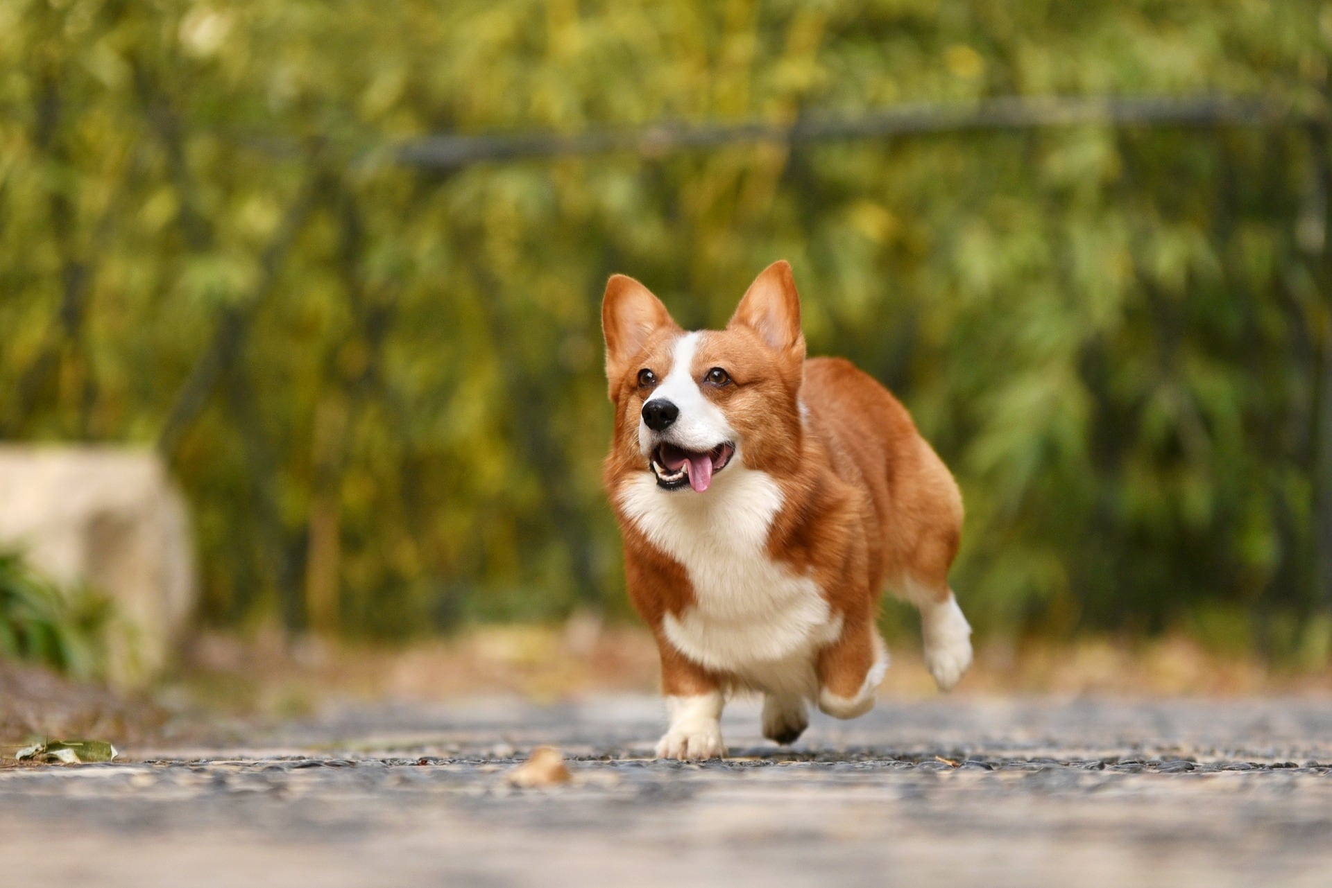 Perro de raza corgi