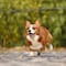El árbol genealógico de los corgis de la reina Isabel II; tuvo más de 60 perros en su vida