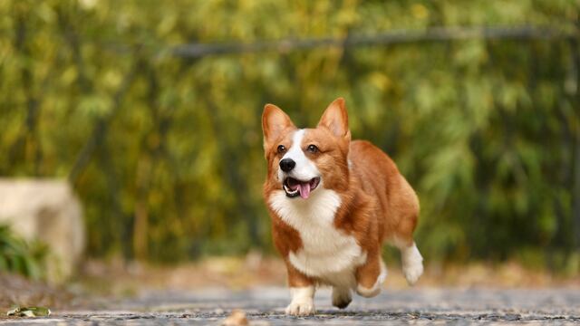 Perro de raza corgi