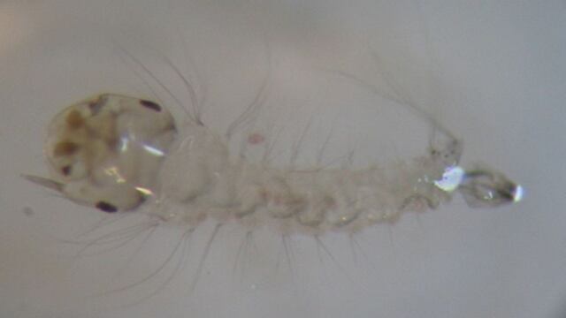 Larva del Aedes Aegypti