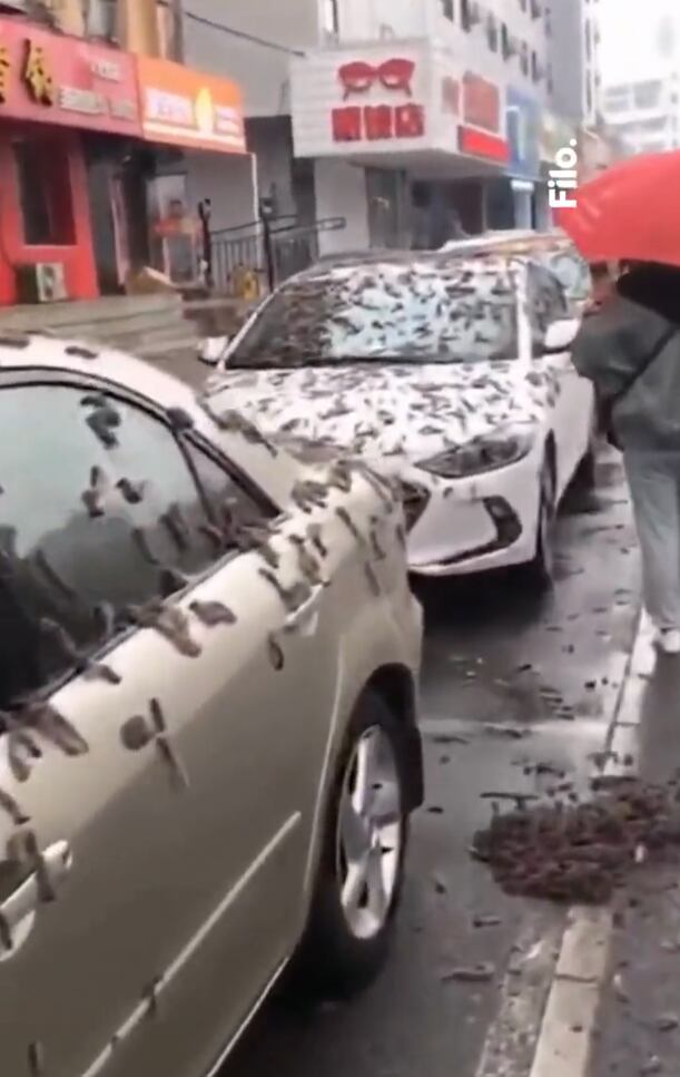 Lluvia de gusanos