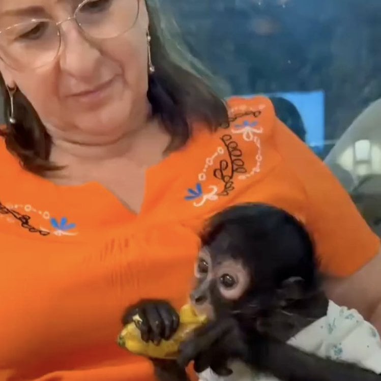 Silvia Iliana Villarruel renunció tras ser vista con mono araña