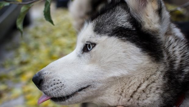 Husky
