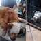 Exigen justicia para Zeus, perrito de Oaxaca al que un sujeto le quitó los ojos con un picahielo